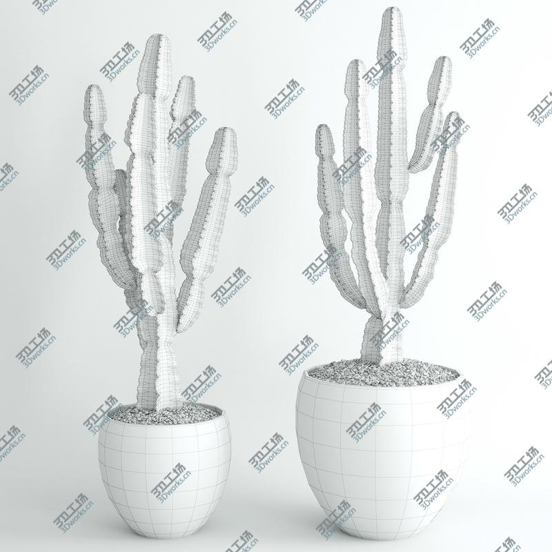 images/goods_img/2021040162/Euphorbia ingens/4.jpg